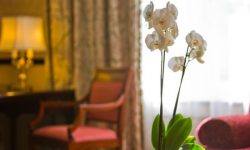 Disneyland Hotel 53 Sflaynhotels